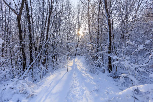 Sunrise in forest — Stock Photo, Image