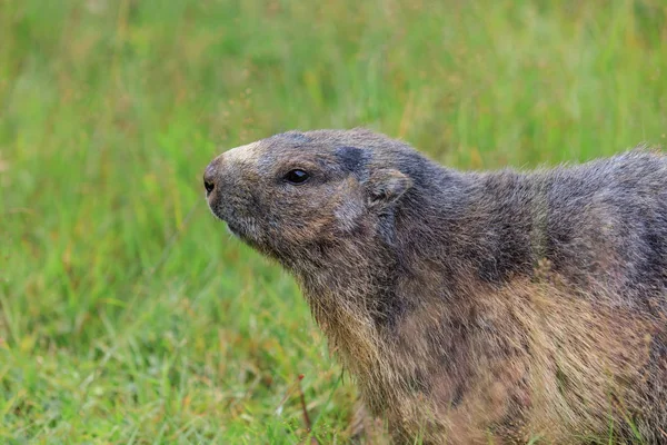Svišť horský (Marmota marmota) ve francouzských Alpách — Stock fotografie