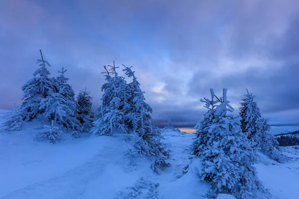 Pino in inverno — Foto Stock