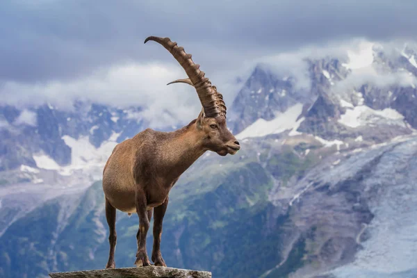 Ibex, Cordillera del Mont Blanc, Francia — Foto de Stock