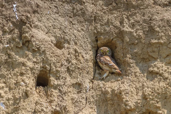 穴居猫头鹰(athene cunicularia)) — 图库照片