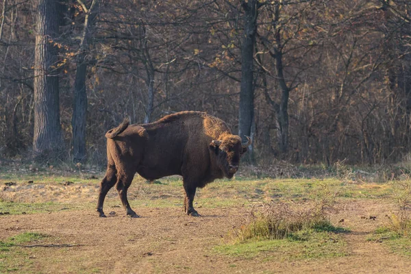 Bisonte europeu — Fotografia de Stock