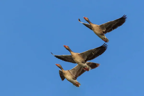 Vilda gäss under flygning — Stockfoto