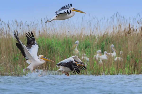 Beyaz Pelikan (pelecanus onocrotalus)