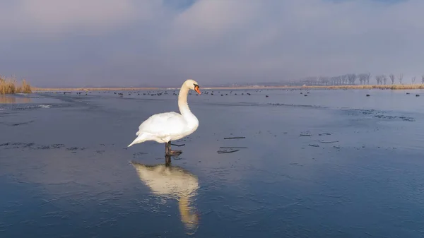 White swan in winter — Stock Photo, Image