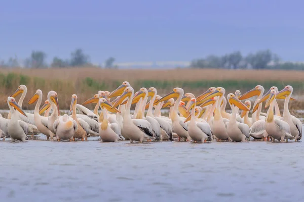 Pélicans blancs (pelecanus onocrotalus) ) — Photo