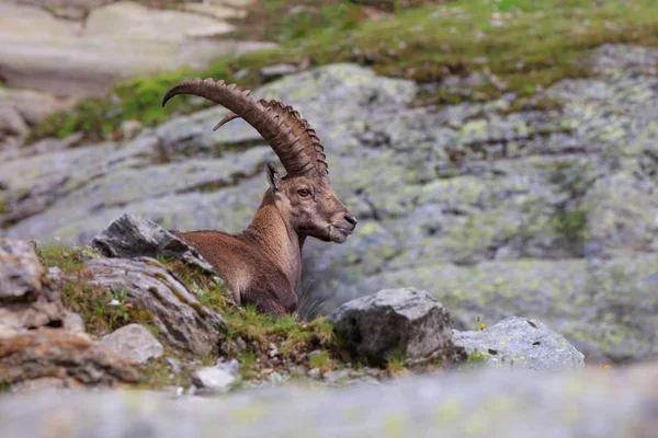 Ibex, Range of Mont Blanc, França — Fotografia de Stock