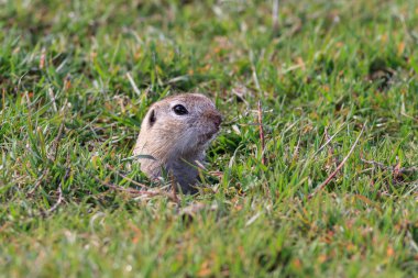 Çayır köpeği (cynomys ludovicianus)