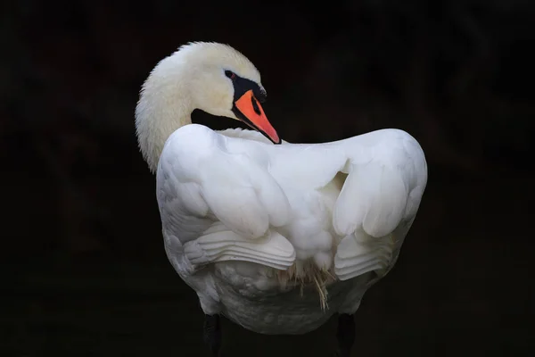 Cigno bianco — Foto Stock