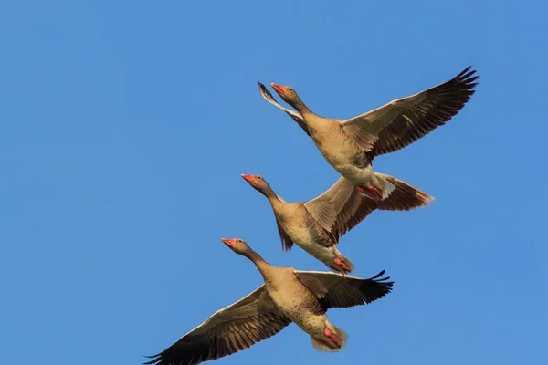 空を飛ぶ雁 — ストック写真