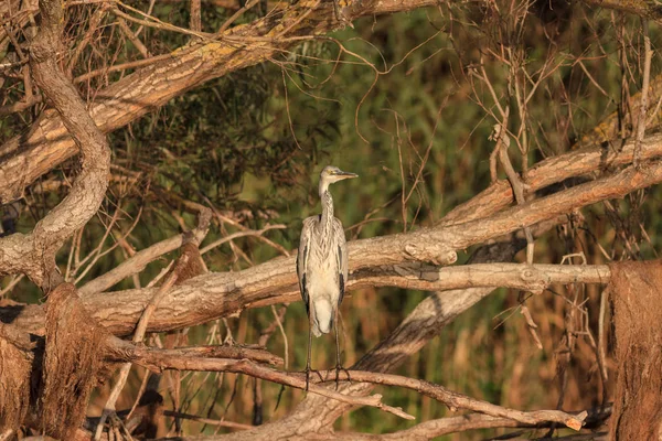 Volavka popelavá (Ardea cinerea) na větev stromu — Stock fotografie