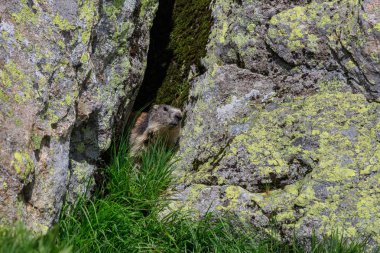 Alp Dağ sıçanı (Marmota marmota) Fransız Alpleri'nde