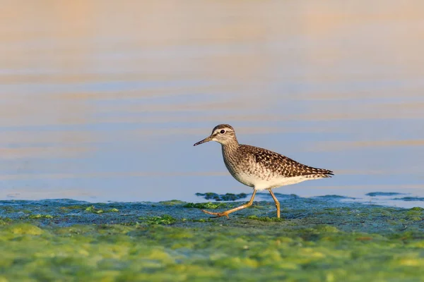 黑尾的 godwit — 图库照片