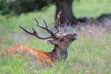 Sika geyiği çim. Parc de Merlet, Fransa