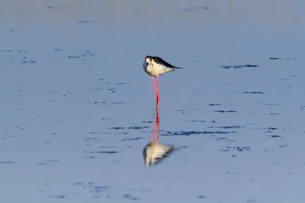 Svart winged stilt — Stockfoto