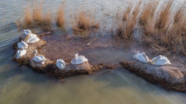 Tuna Deltası Romanya'da Dalmaçyalı Pelikan (pelecanus crispus)