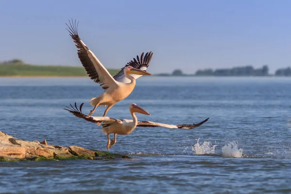Bílý pelikáni (pelecanus onocrotalus) — Stock fotografie