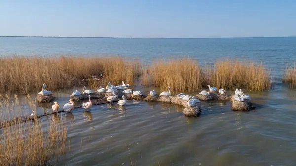 Dalmatian pelicans (pelecanus crispus) in Danube Delta Romania — Stock Photo, Image