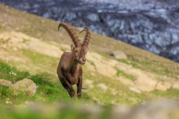 Ibex, Range of Mont Blanc, França — Fotografia de Stock