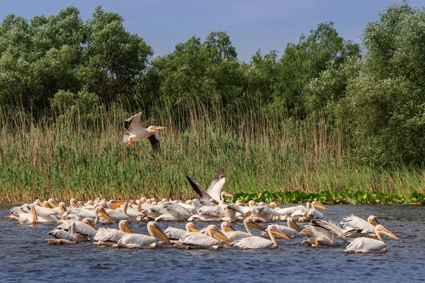 Witte pelikanen in Danube Delta, Roemenië — Stockfoto