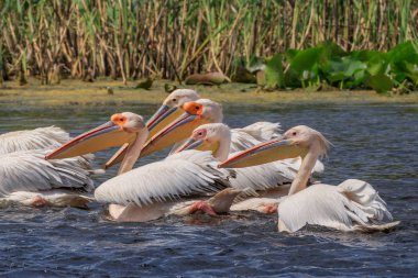 Beyaz Pelikan Danube Delta, Romanya