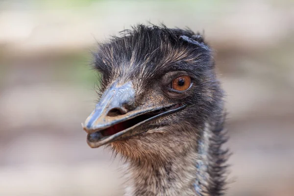 Close up ostrich head — Stock Photo, Image