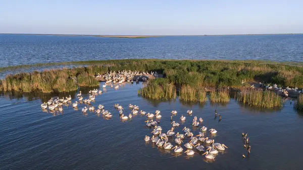 Pélicans blancs dans le delta du Danube, Roumanie — Photo