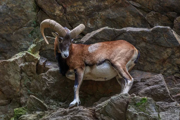 ムフロン(Ovis musimon) 。フランスのパルク・ド・メルレ — ストック写真