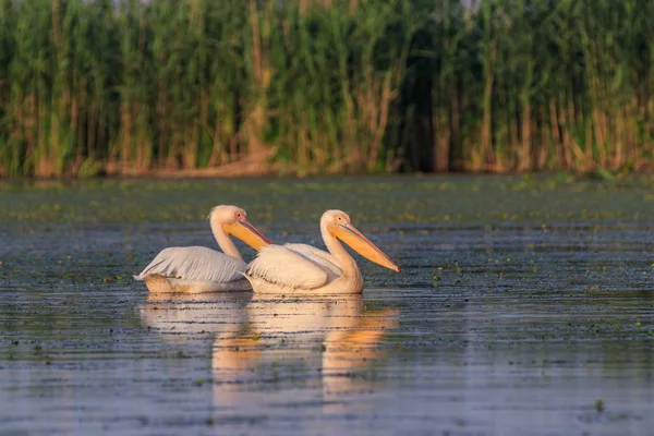 White pelicans in Danube Delta, Romania — Stock Photo, Image