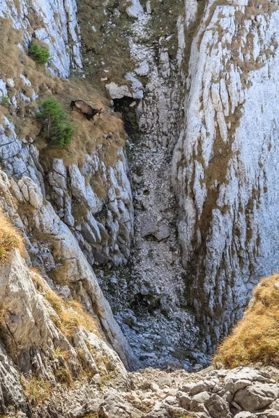 Piatra craiului berge, rumänien — Stockfoto