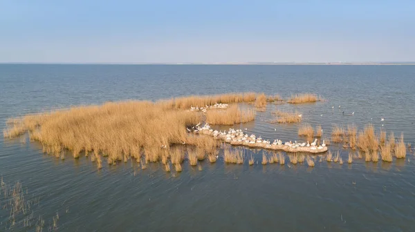 Pelícanos dálmatas (pelecanus crispus) en el Delta del Danubio Rumania — Foto de Stock