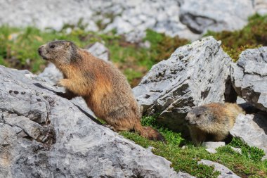 kaya Alp Dağ sıçanı (marmota marmota)