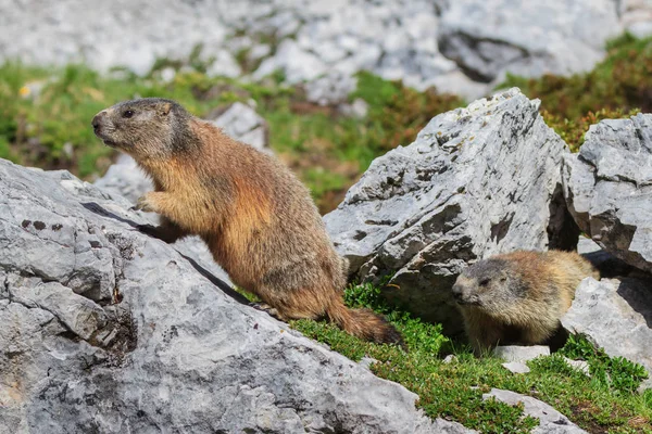 Marmotta alpina (Marmota marmota) su roccia — Foto Stock