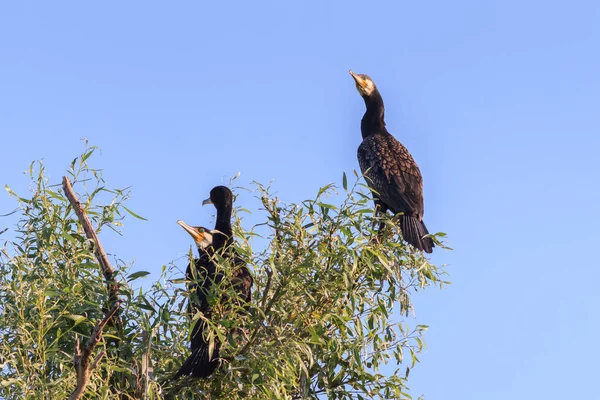 Cormoranes en un árbol — Foto de Stock