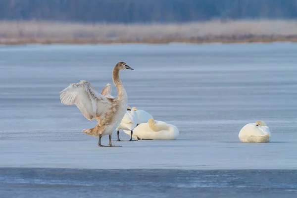 White swans in winter — Stock Photo, Image