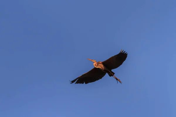 飞行中的红鲱鱼(ardea purpurea) — 图库照片