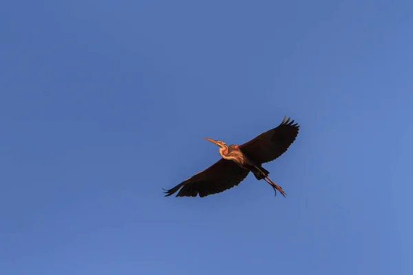 Red heron (ardea purpurea) in flight Stock Image