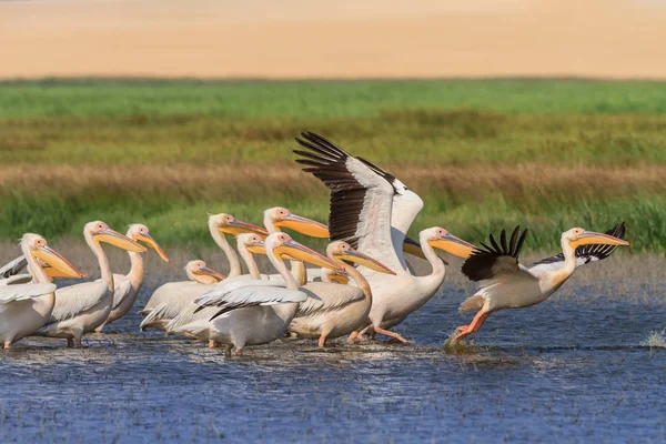 Pelicani bianchi (pelecanus onocrotalus ) — Foto Stock