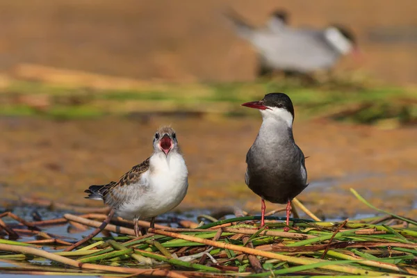 Vanlig Tern (Sterna hirundo) — Stockfoto