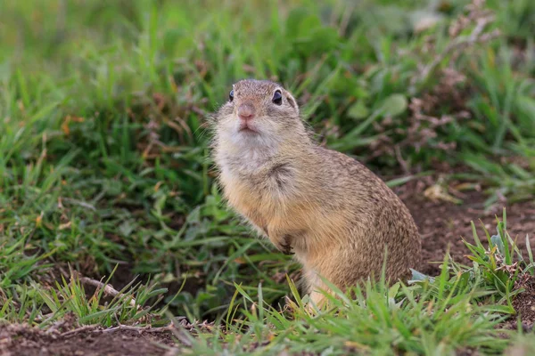 草原犬鼠在草丛中 罗马尼亚多瑙河三角洲 — 图库照片