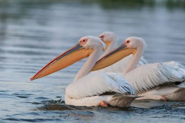 Tuna Deltası, Romanya 'da beyaz pelikanlar (pelecanus onocrotalus)
