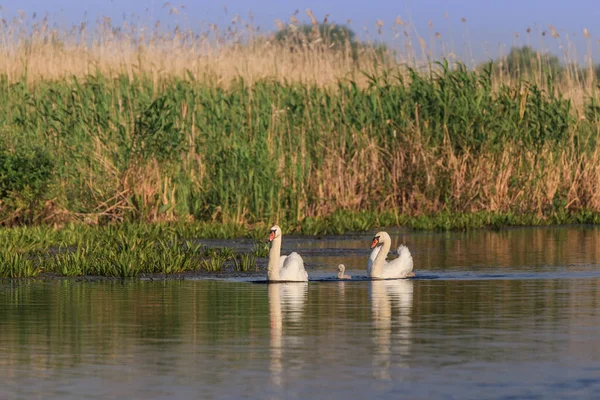 Cigno Bianco Con Pulcino Nel Delta Del Danubio Romania — Foto Stock