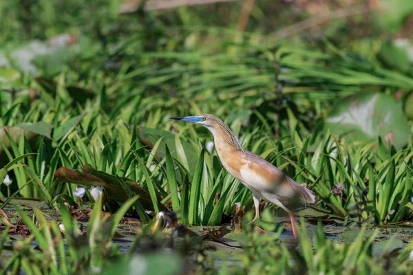 Garza Squacco Ardeola Ralloides Delta Del Danubio Rumania —  Fotos de Stock