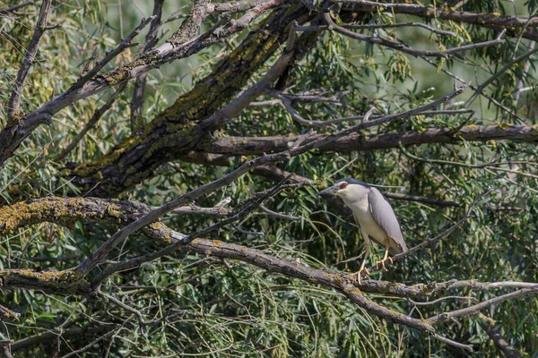 Černá Korunovaná Noční Volavka Stromě Dunaj Delta Rumunsko — Stock fotografie