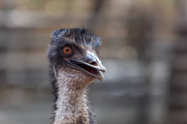 Sluiten Struisvogelkop Struthio Camelus Loro Park Tenerife Spanje — Stockfoto