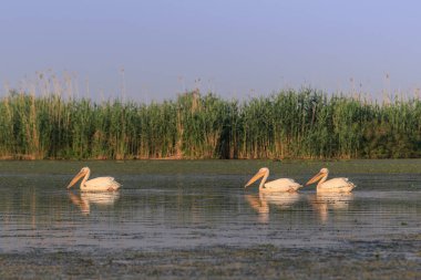 Tuna Deltası, Romanya 'da beyaz pelikanlar (pelecanus onocrotalus)