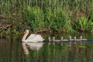 küçük civciv Danube Delta, Romanya ile Beyaz Kuğu