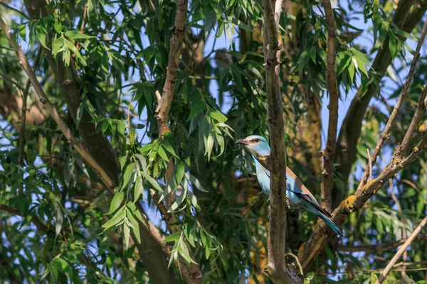 Coracias Garrulus 나무에 루마니아의 다뉴브강 — 스톡 사진