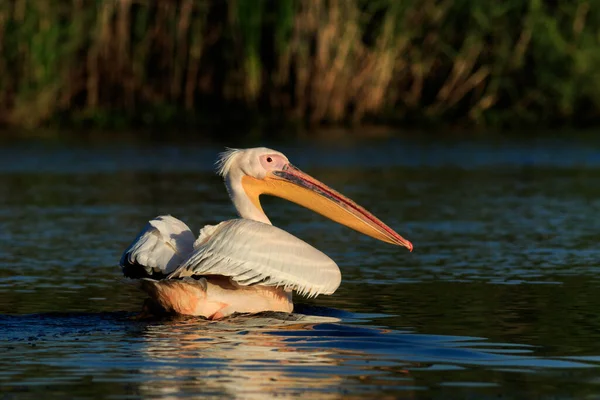 Білий Пелікан Pelecanus Onocrotalus Дельті Дунаю Румунія — стокове фото