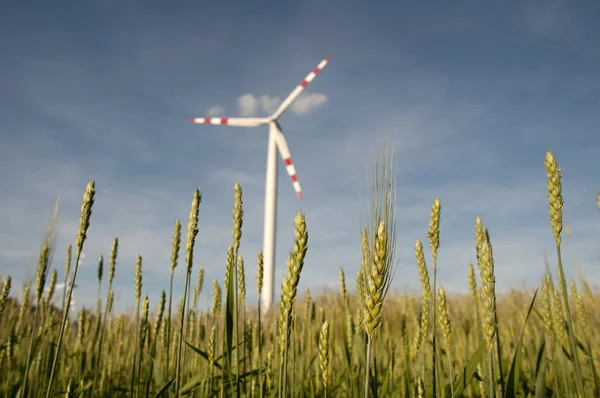 Central eólica en un campo de maíz . — Foto de Stock